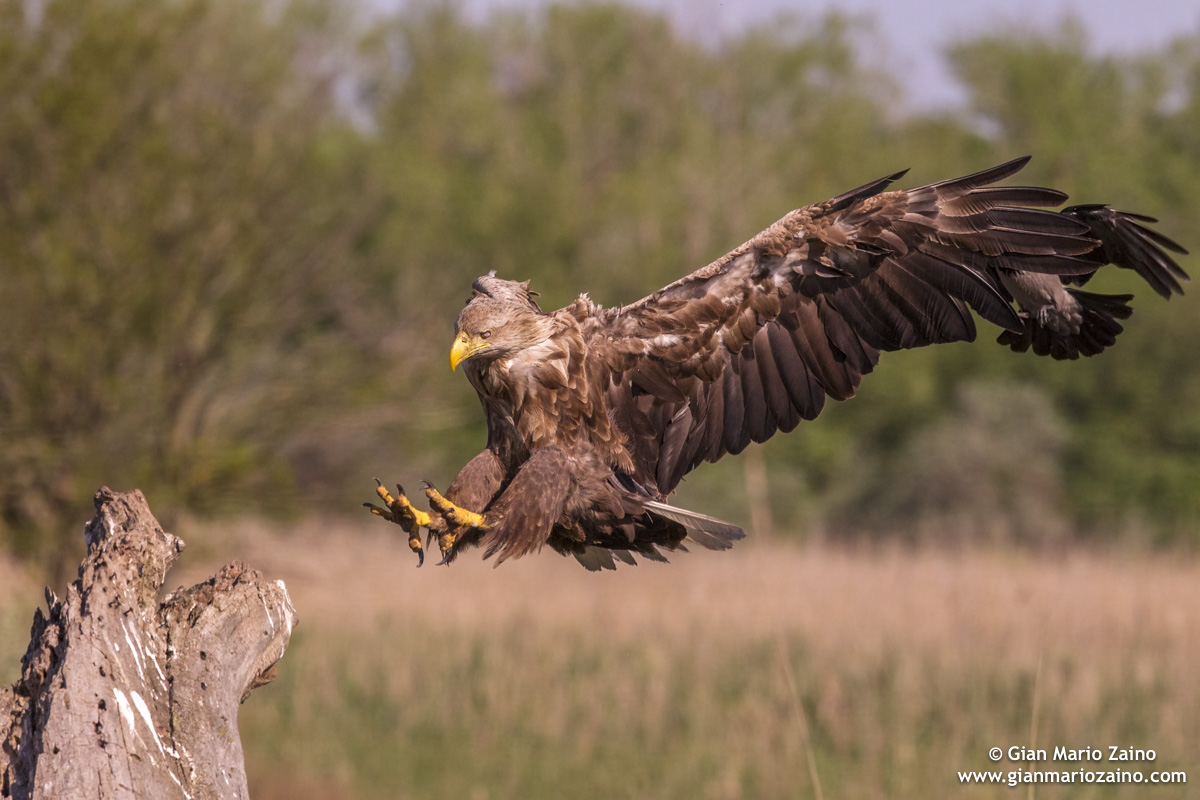 Tentativo d'imitazione in corridoio aereo trafficato 2