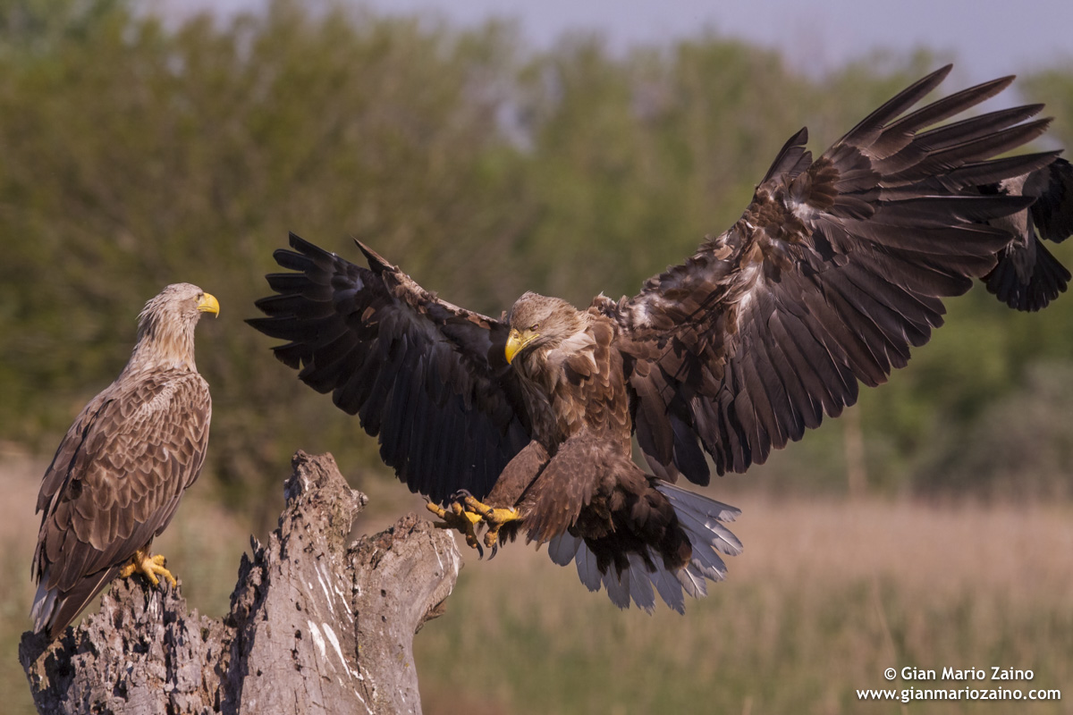 Tentativo d'imitazione in corridoio aereo trafficato 3