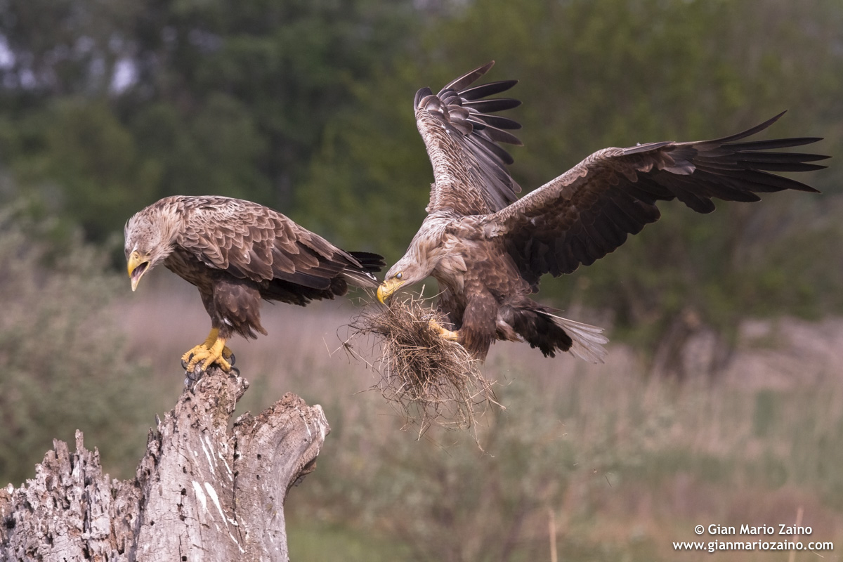 Haliaeetus albicilla / Aquila di mare / Sea eagle