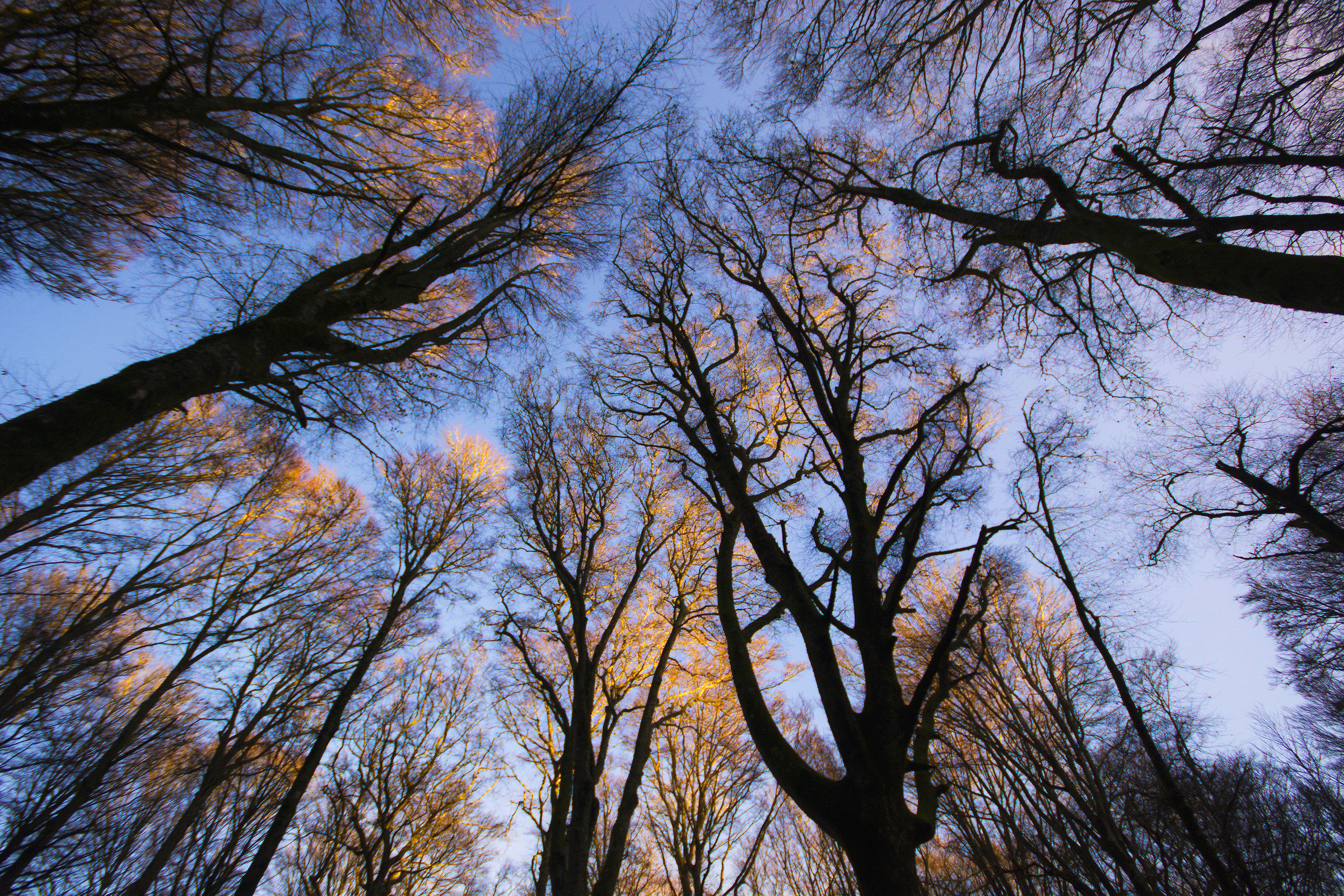 Faggeta dei Monti Cimini - ( Vt )