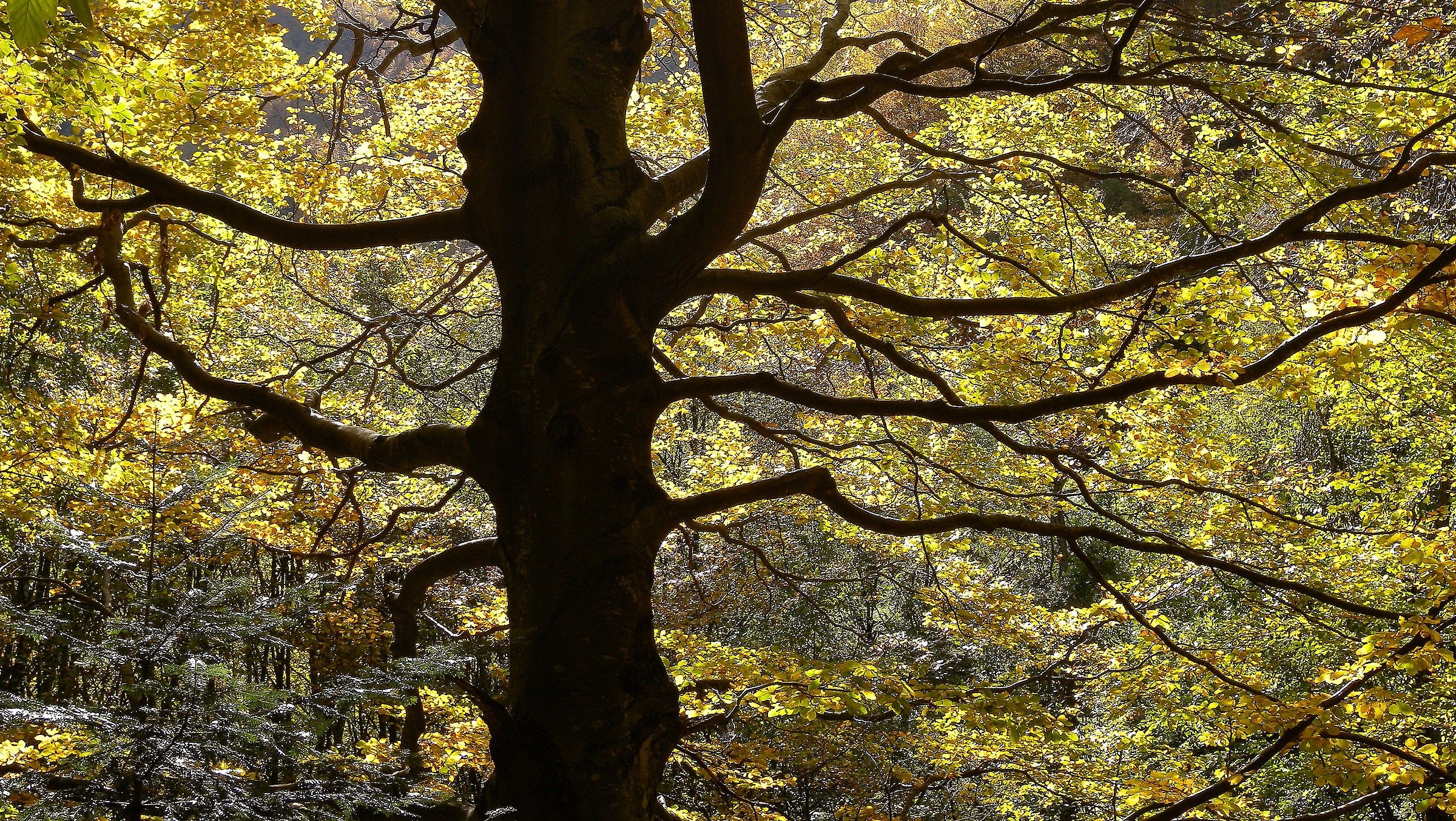 Beech Autumn