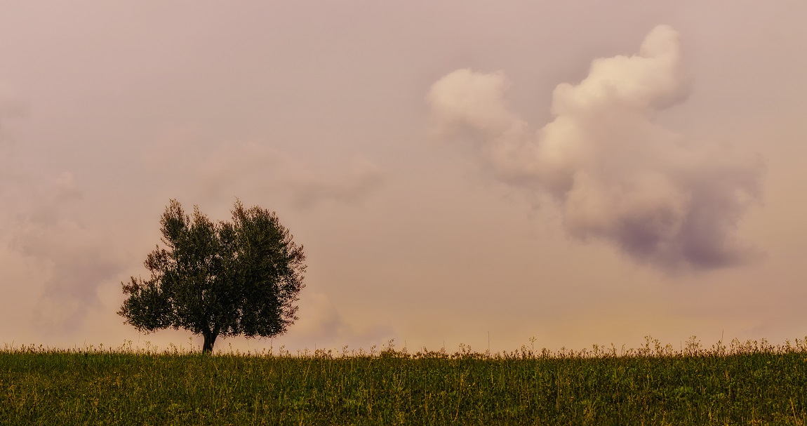 Albero e nuvole