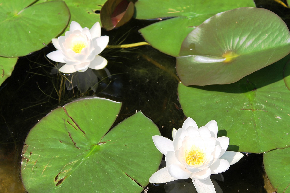water lilies
