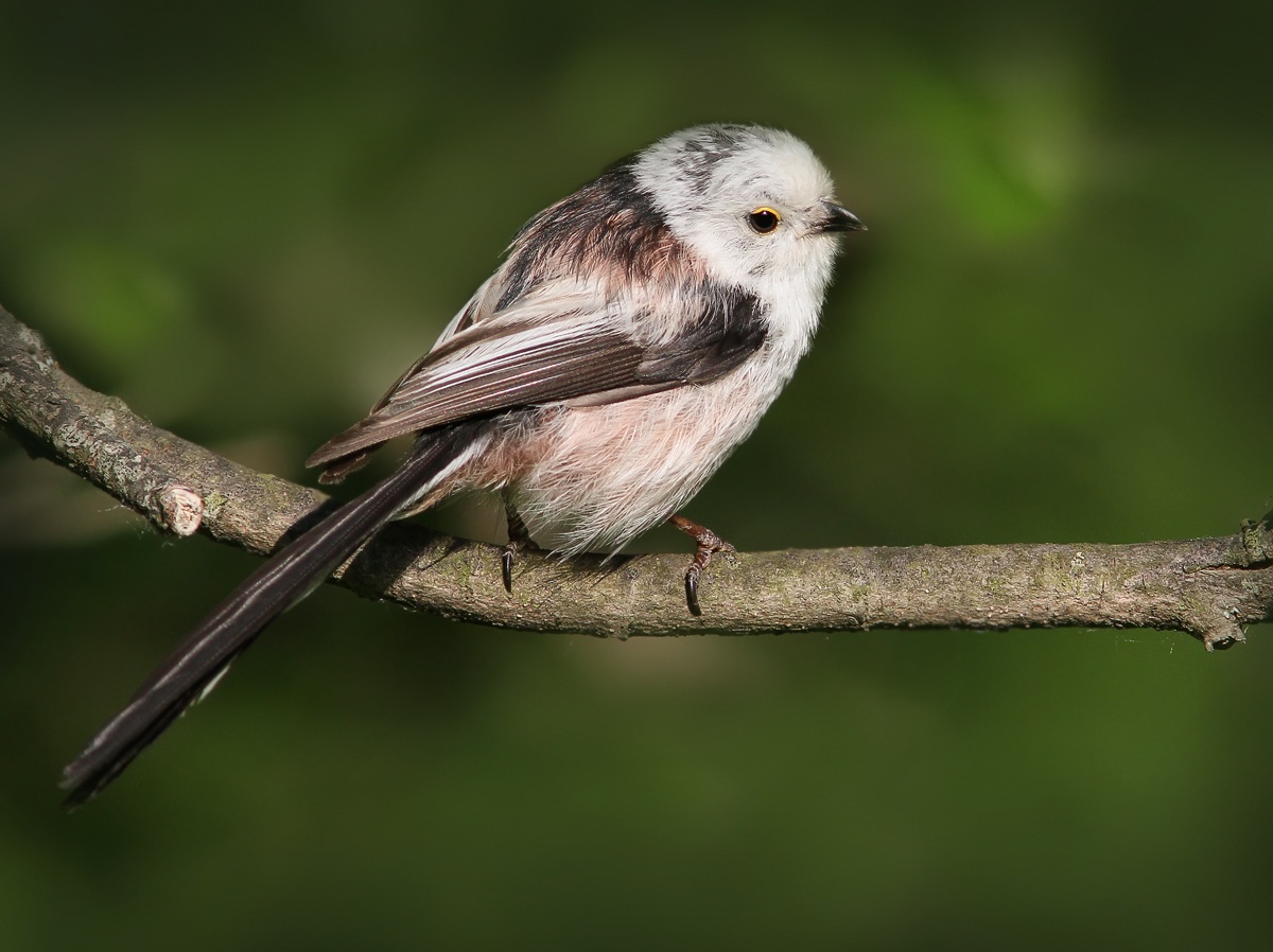 Long-tailed Tit.