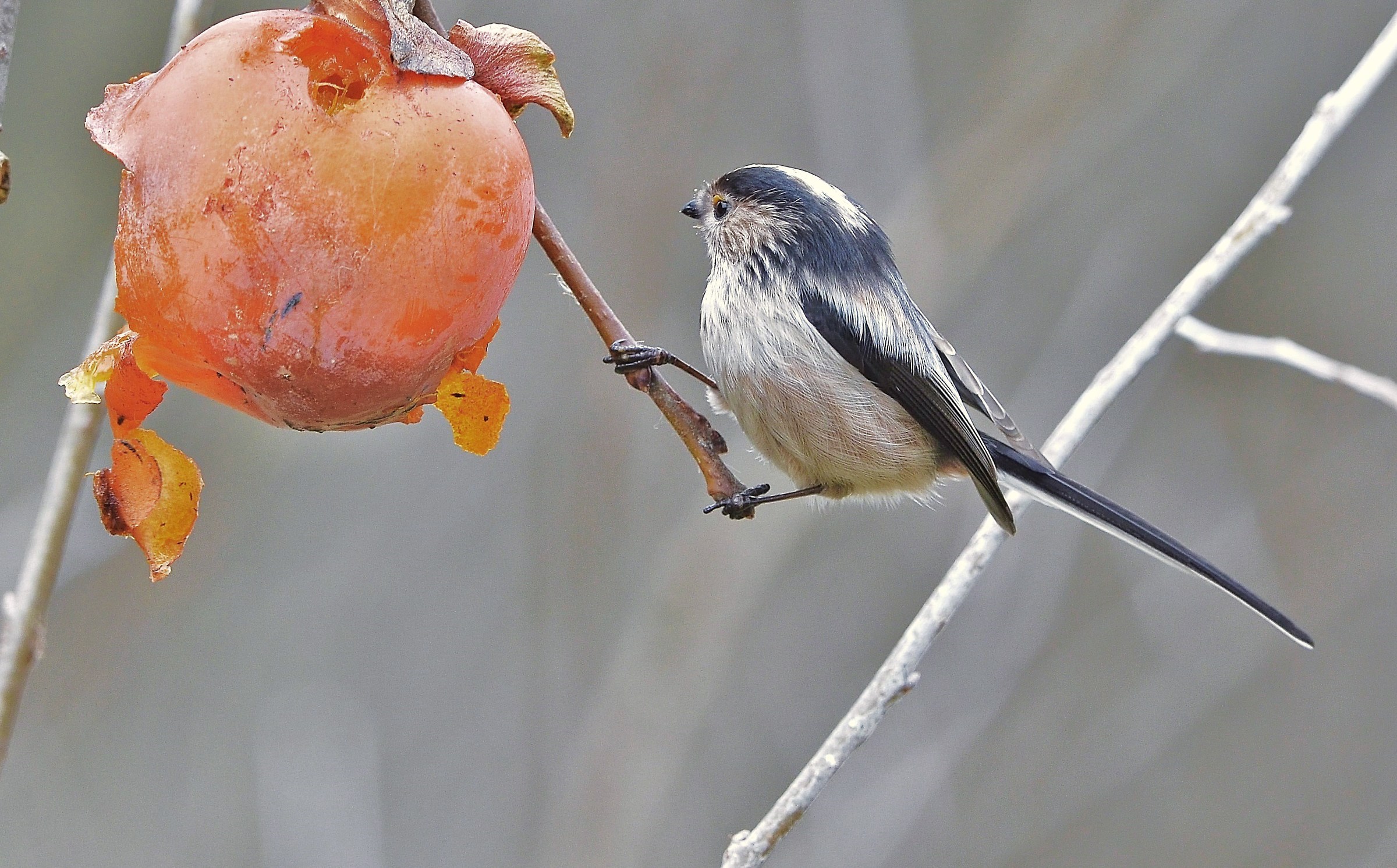Diospero with codibugnolo