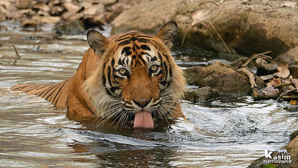 Tigre