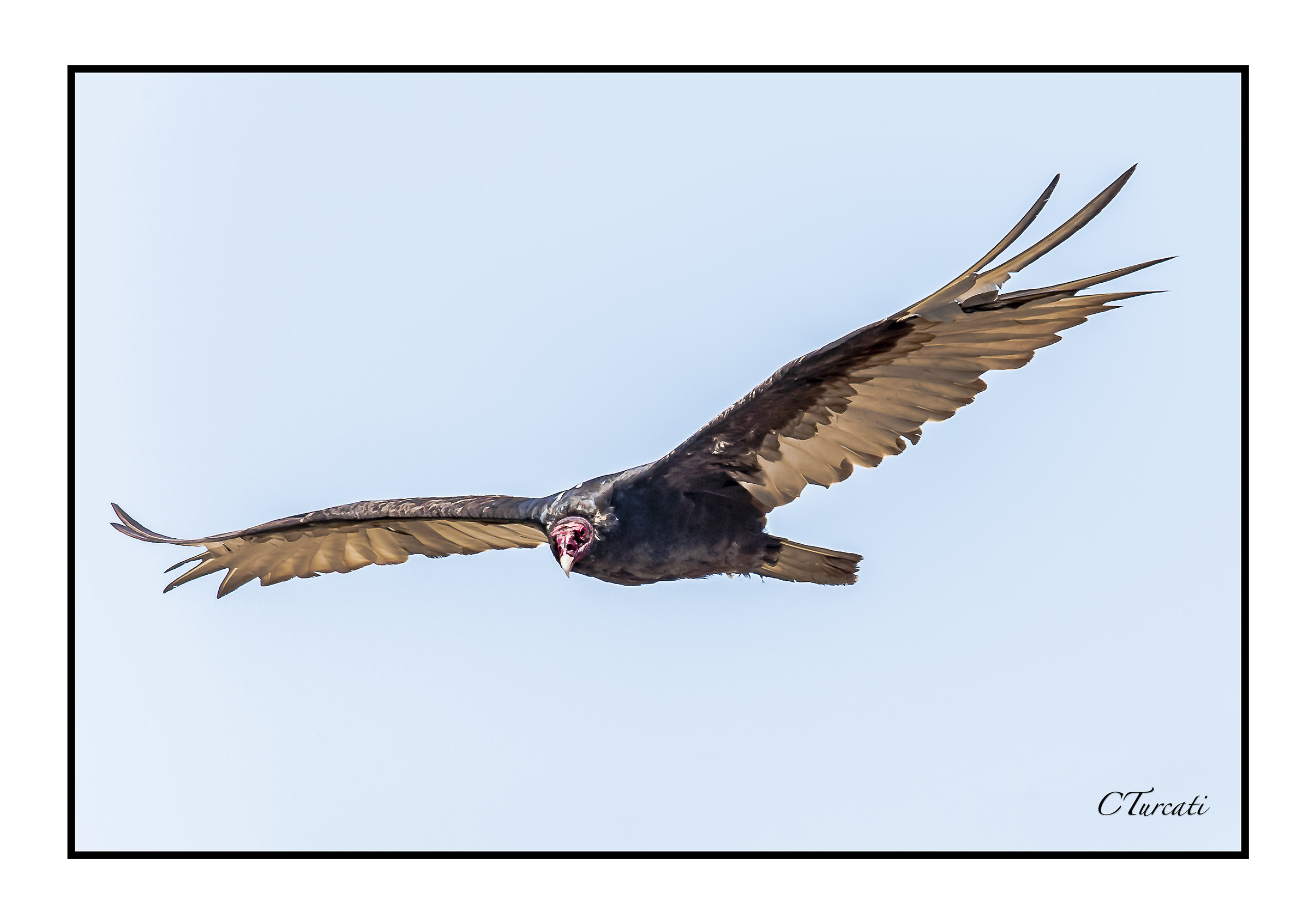 Vulture