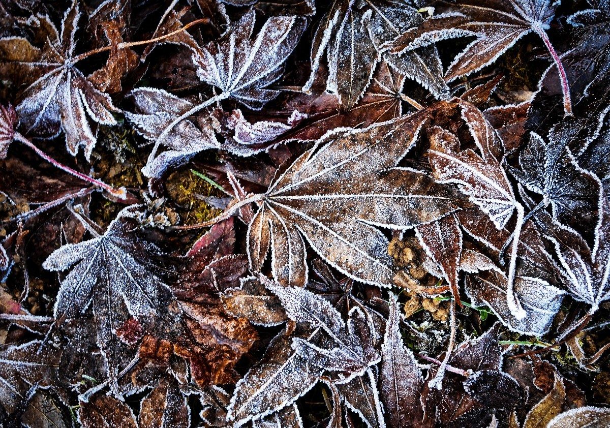 winter leaves