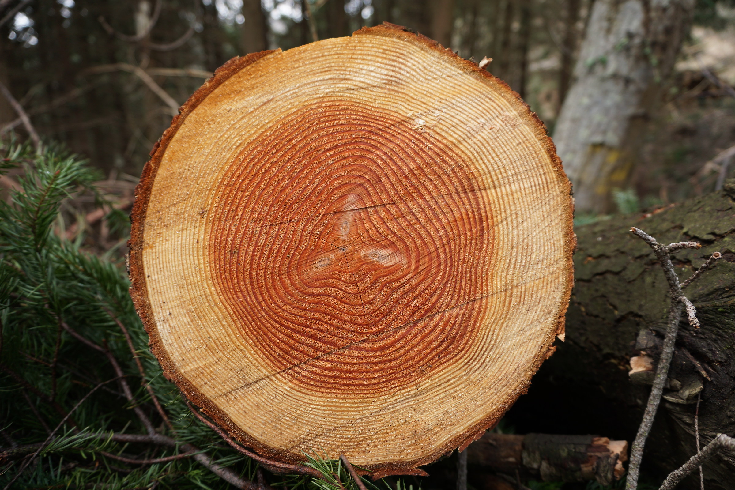 Il signore degli anelli