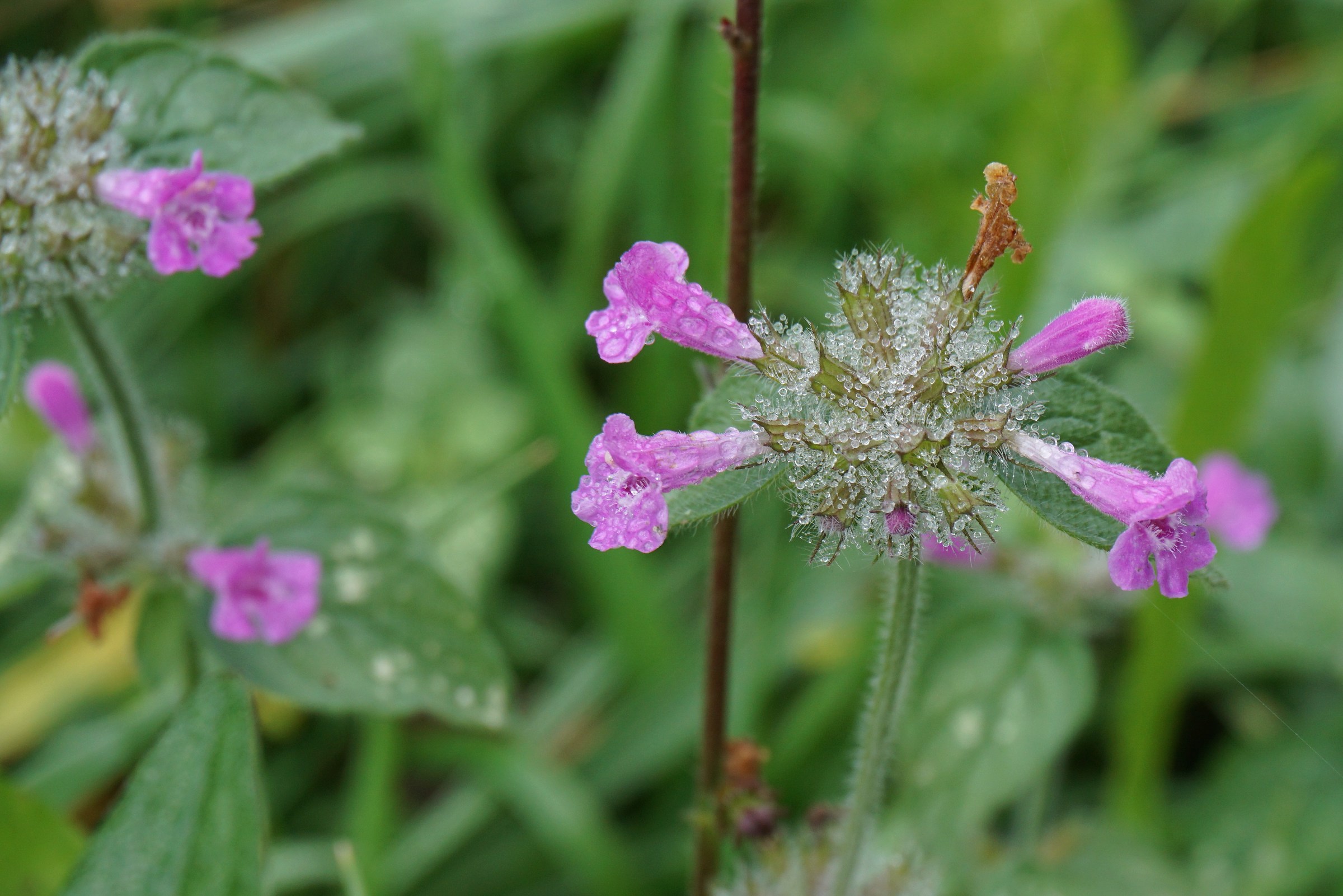 Fuochi (d'acqua) d'artificio (naturali)