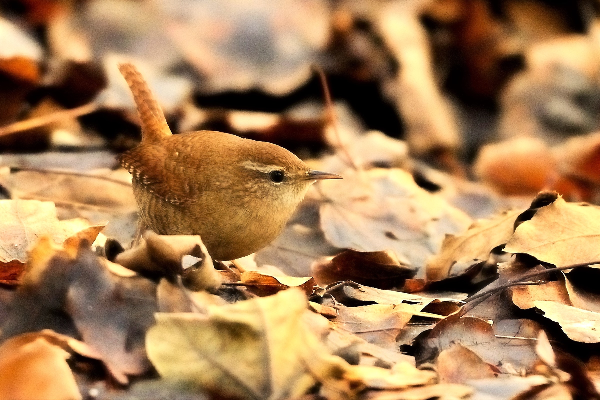 wren