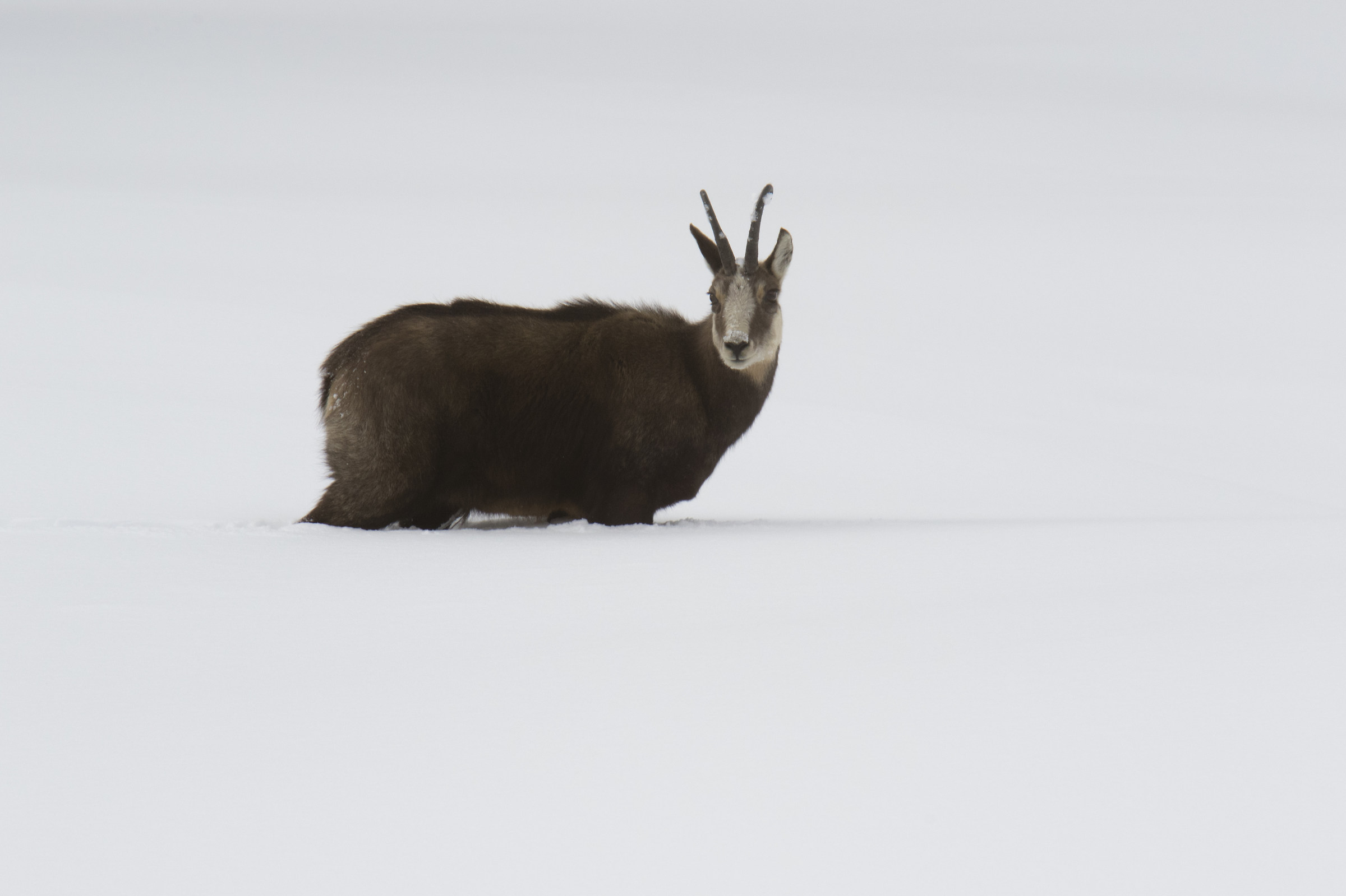 Chamois