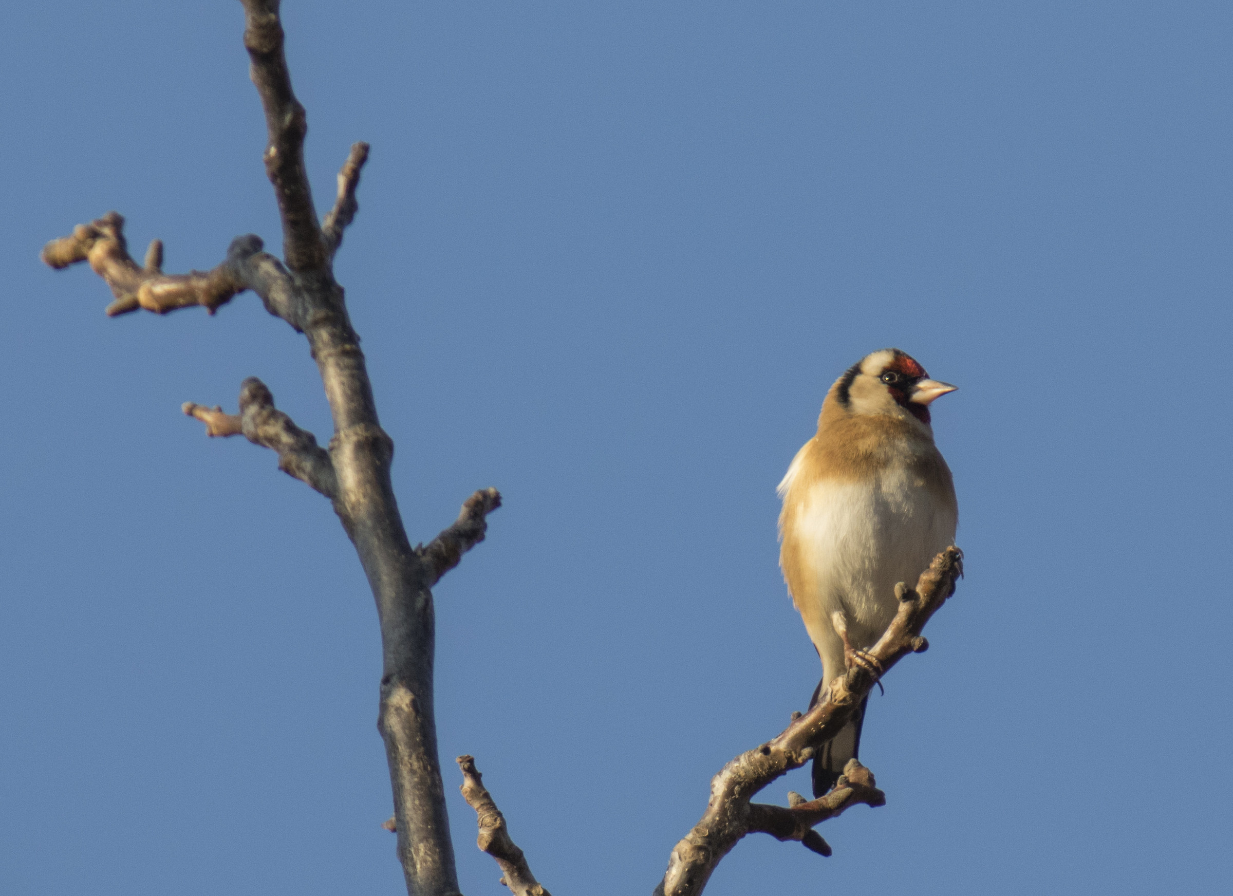 Goldfinch