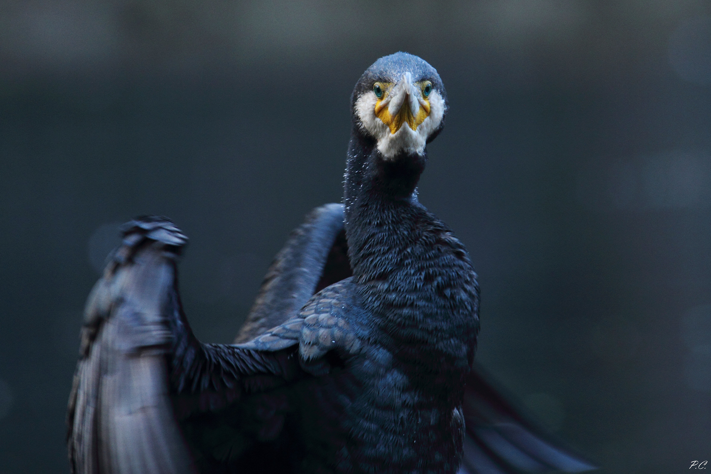 cormorano ritratto 2