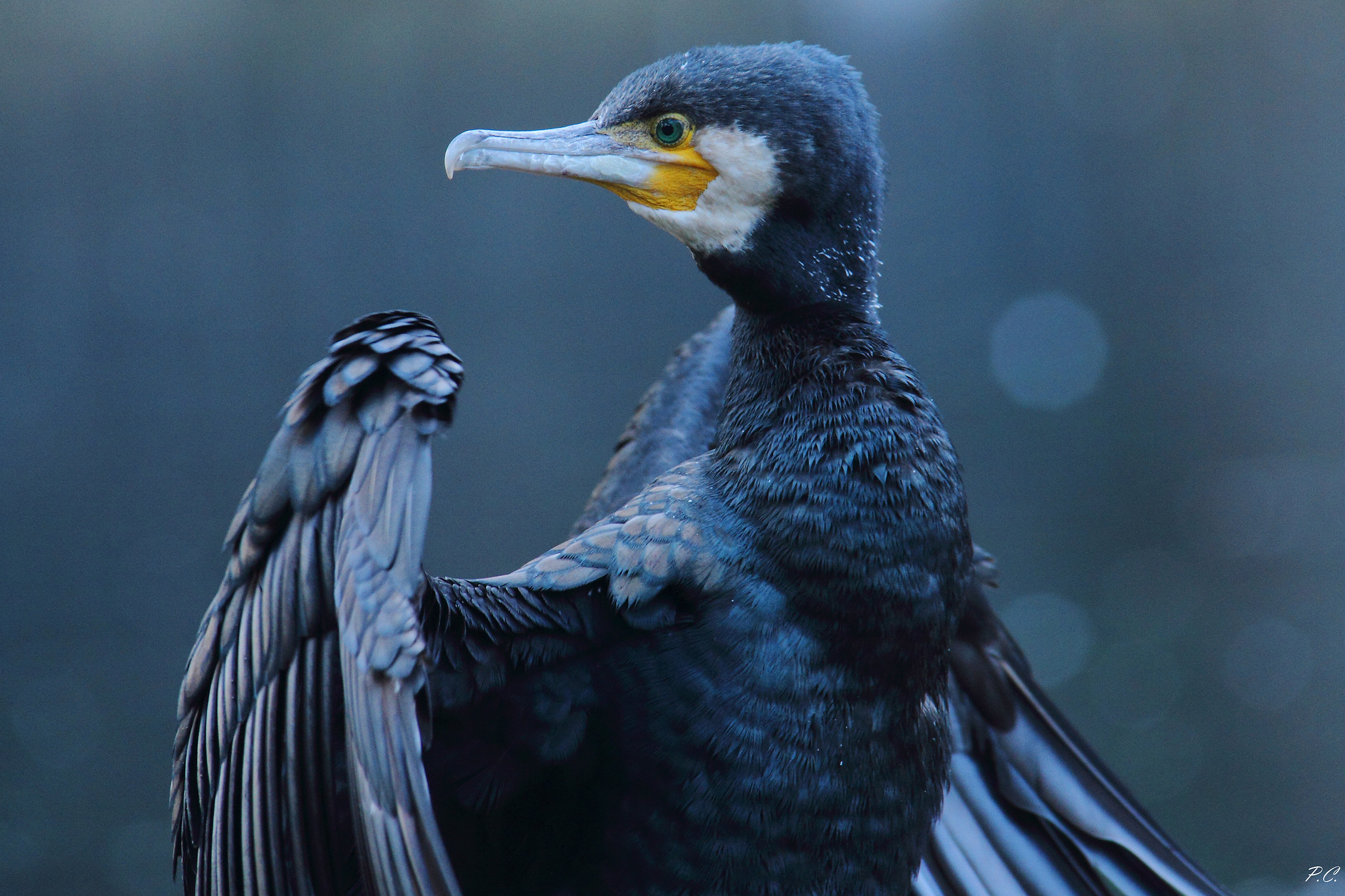 cormorano ritratto 3