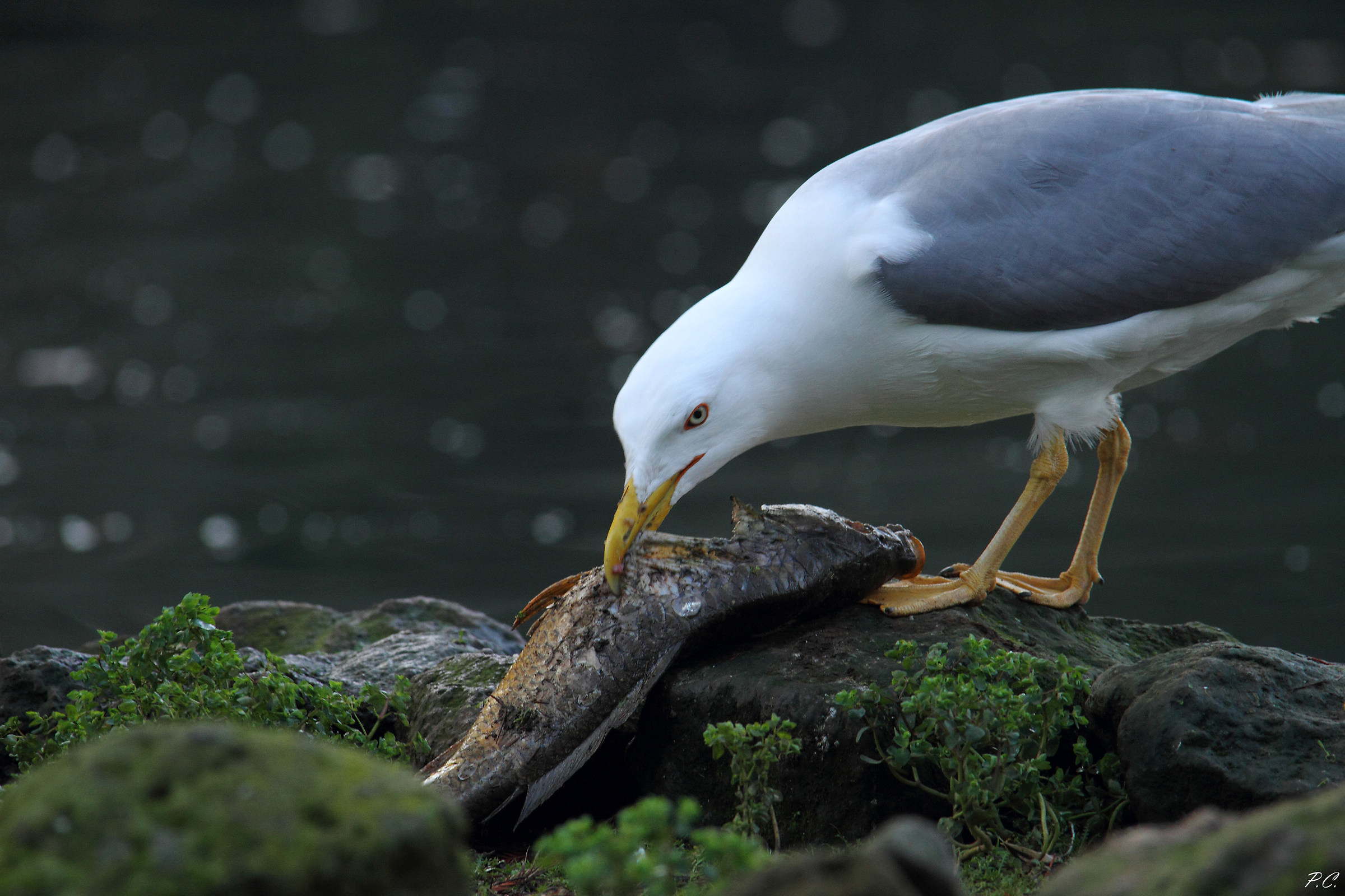 gabbiano con carpa 2