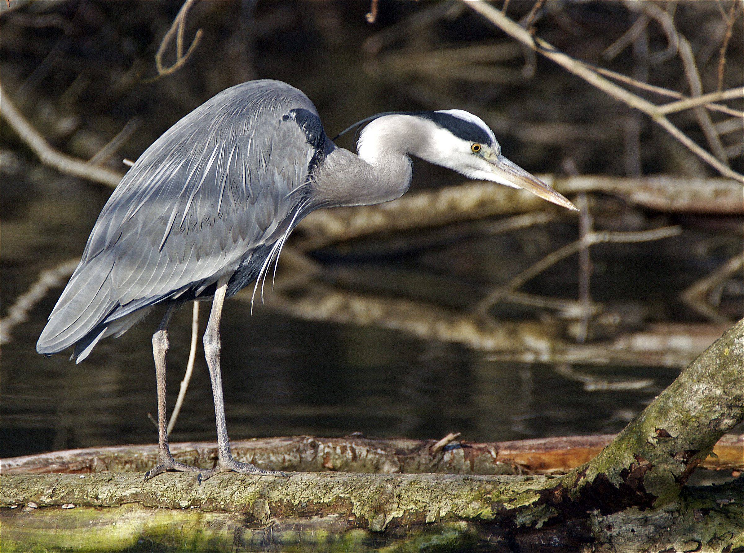 Airone cenerino a caccia
