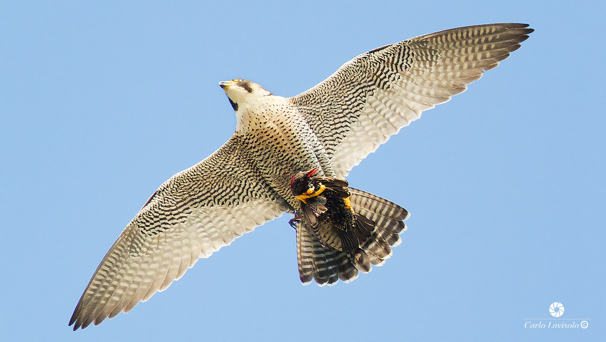 Peregrine deadly embrace