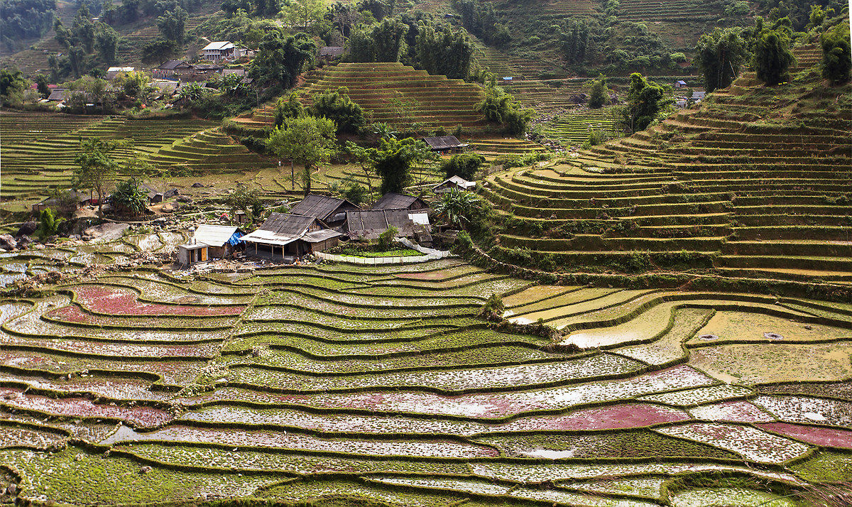 The rice fields Sapa