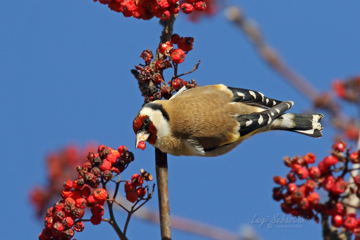Cardellino sul sorbo
