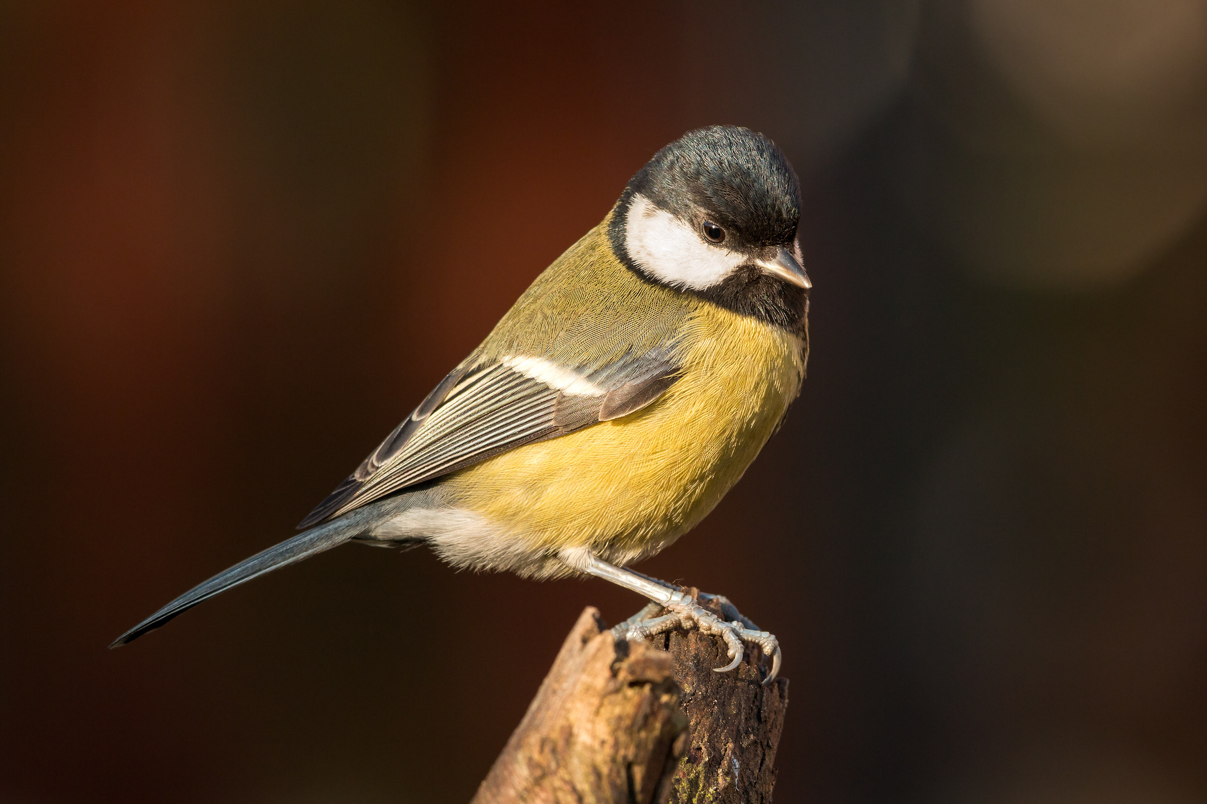 titmouse