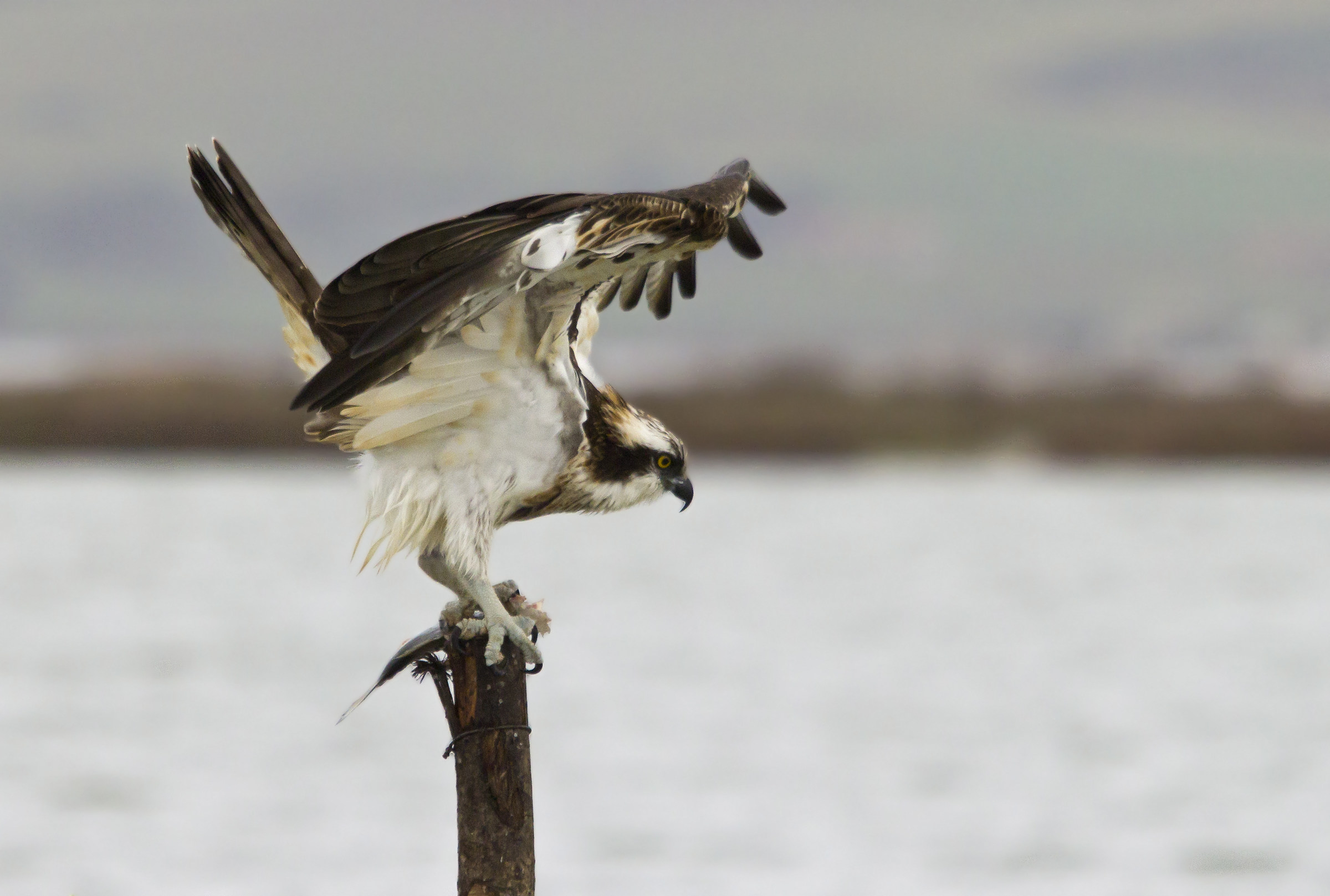 Tai chi a metà pasto