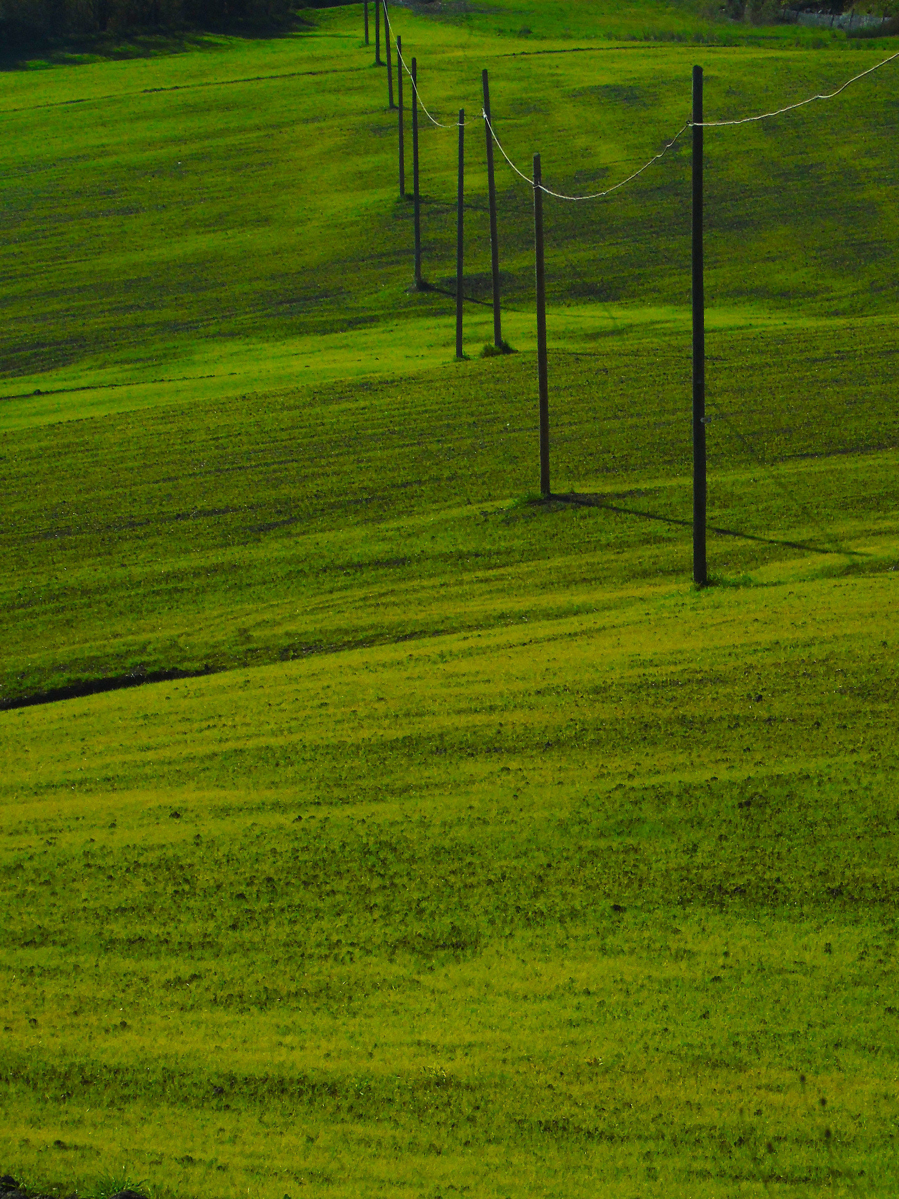 Verde geometria e forma