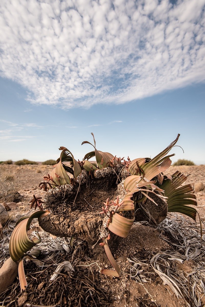Welwitschia