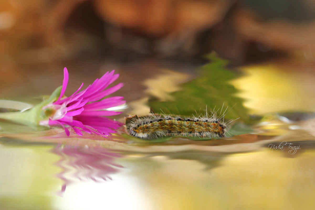 Seizure of a caterpillar