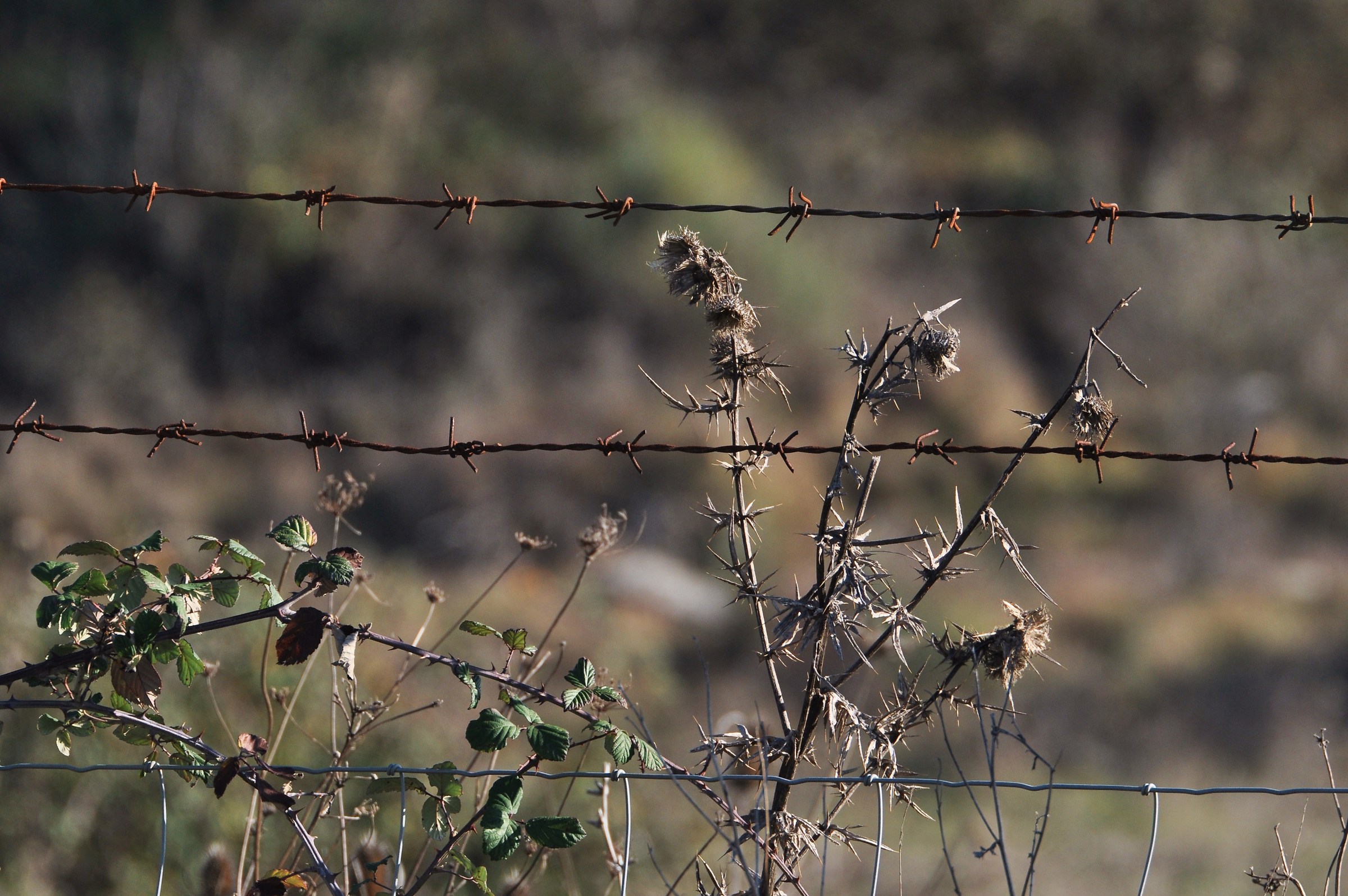 Una questione spinosa