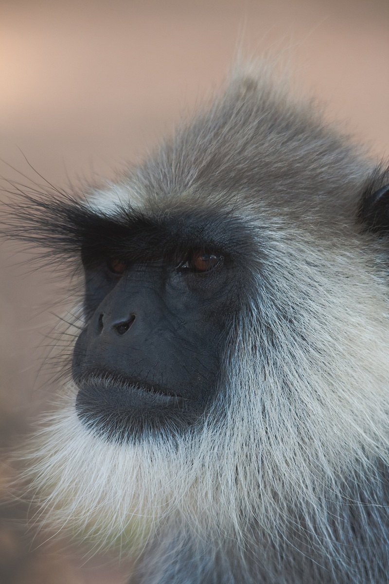 Gray langur