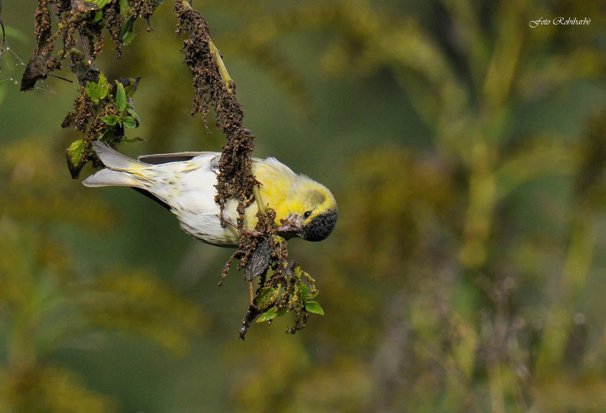Lucherino...scorpacciata...