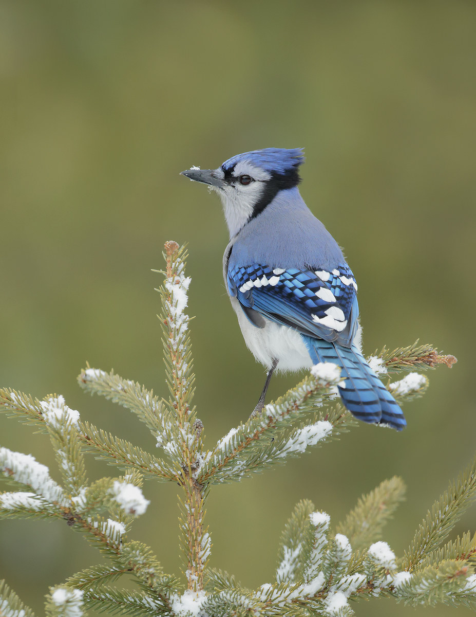 Blue Jay