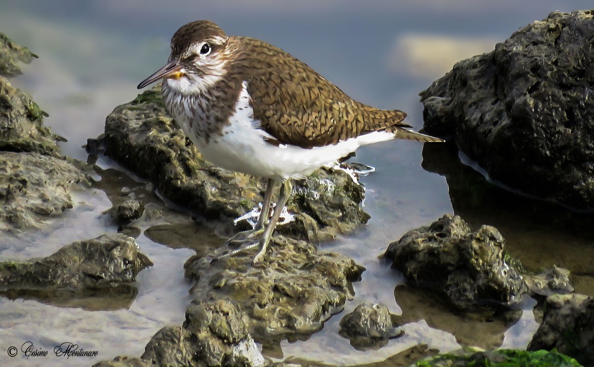 Common Sandpiper
