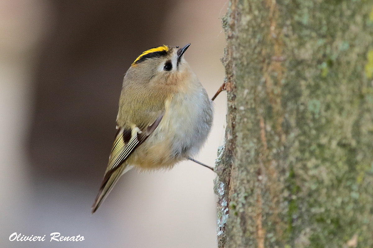 Regolo femmina ( Regulus regulus )