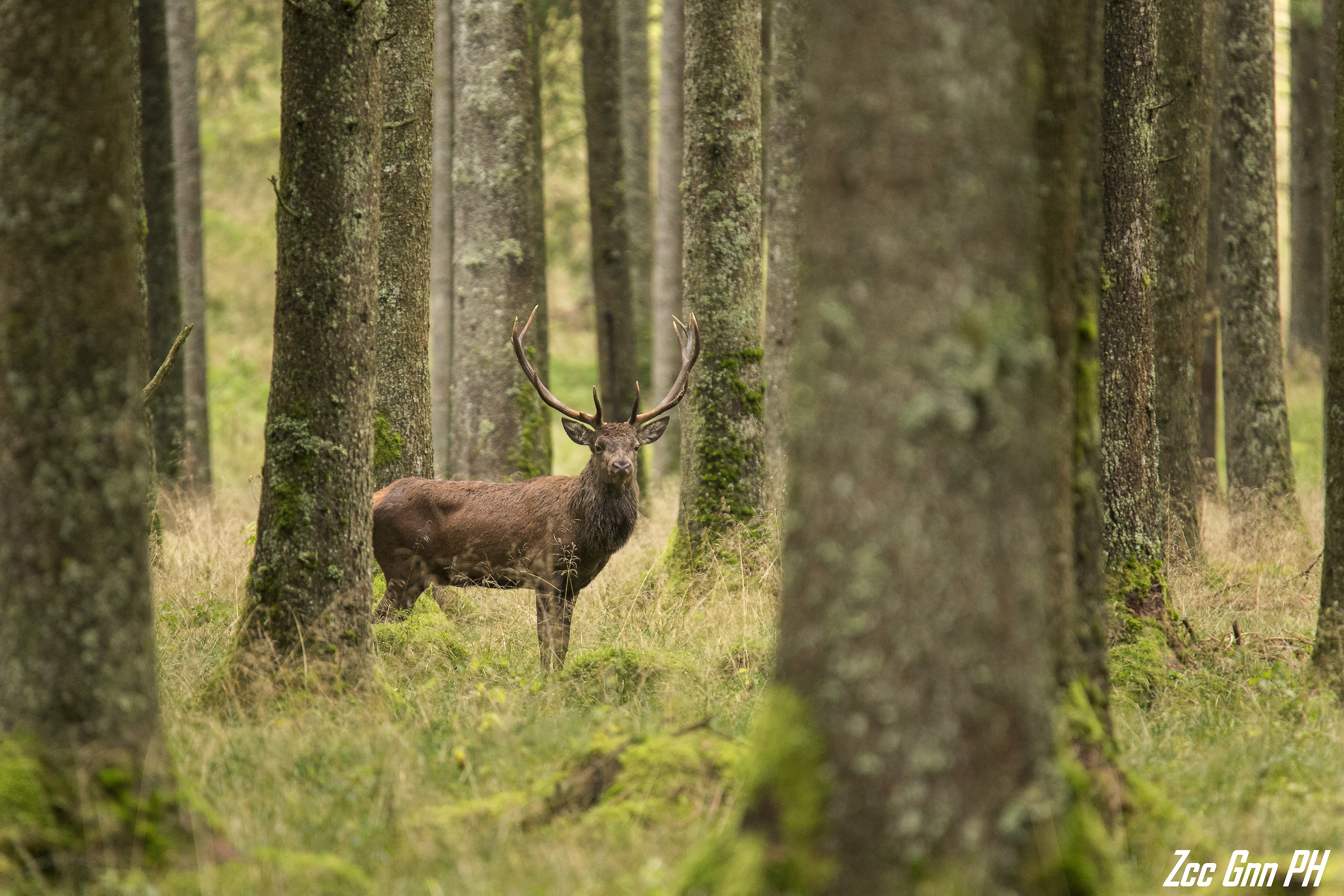 The king of the forest
