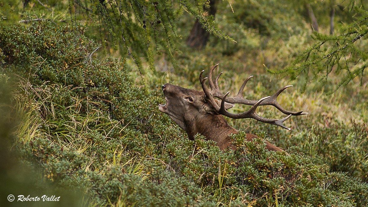 hidden in the undergrowth ...