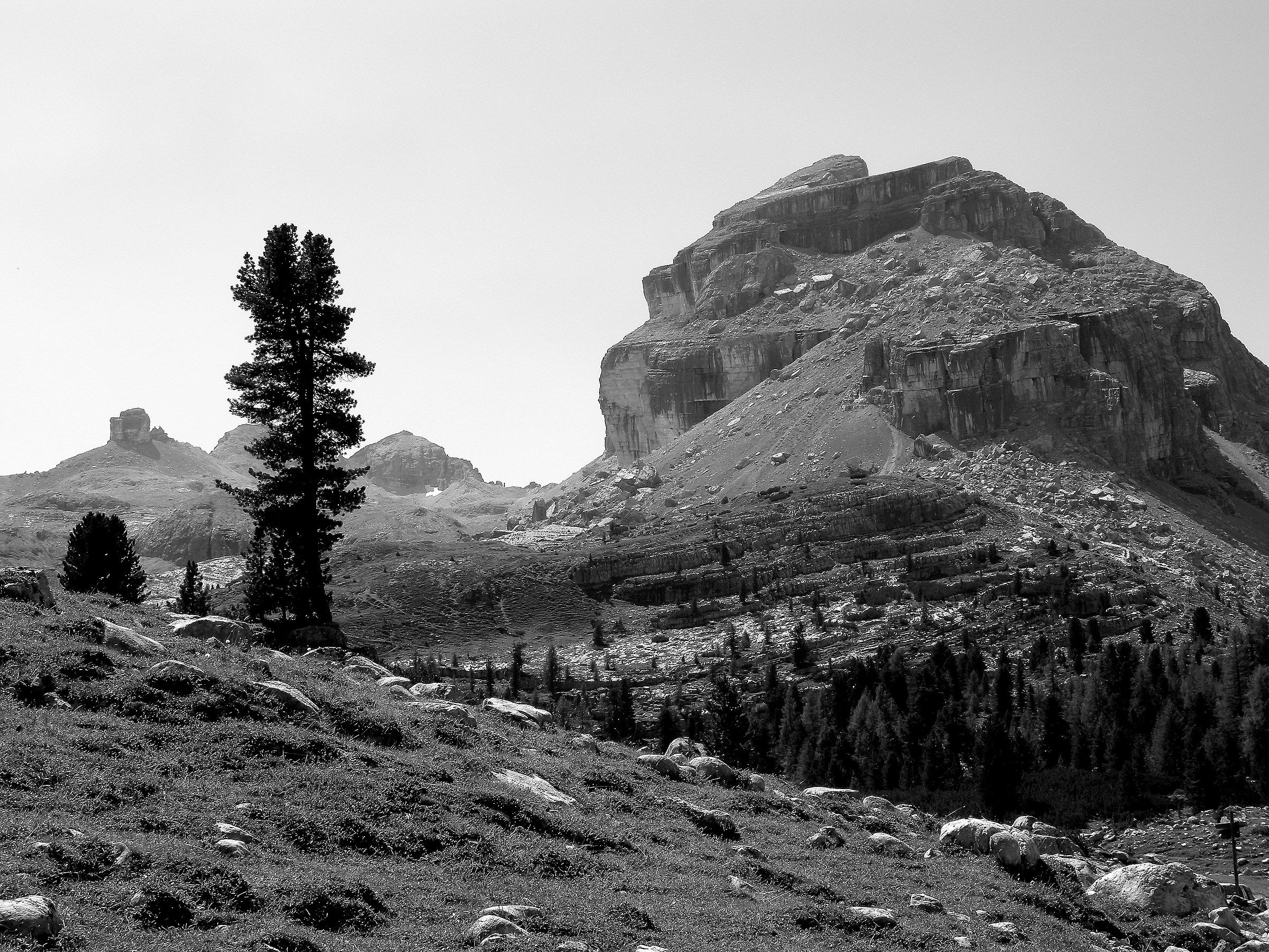 Pine Stone pine in environment