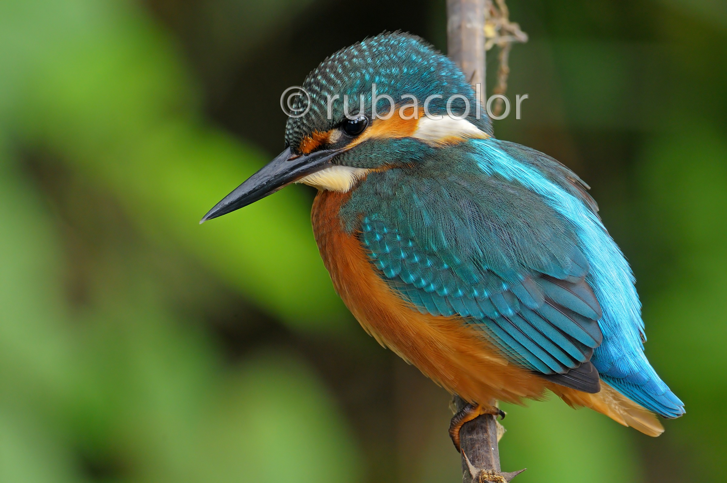 Carboncino riprende i suoi colori (NO crop)