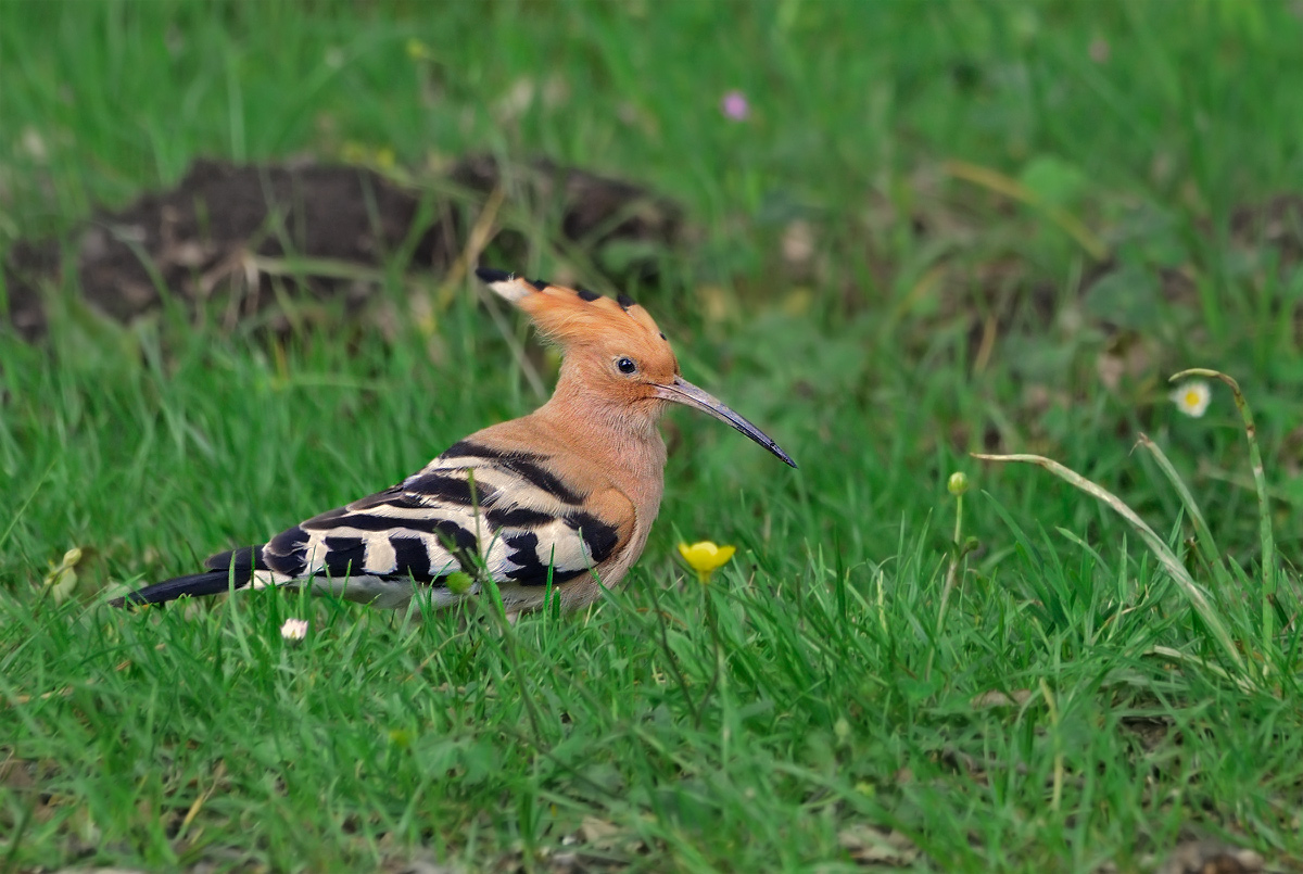 The mimicry is not my forte