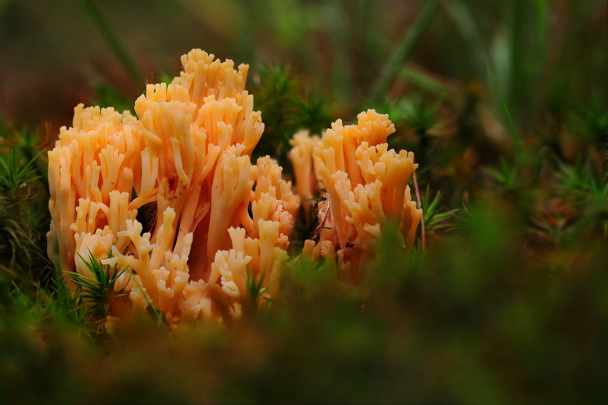 Corallo(Ramaria sp.)