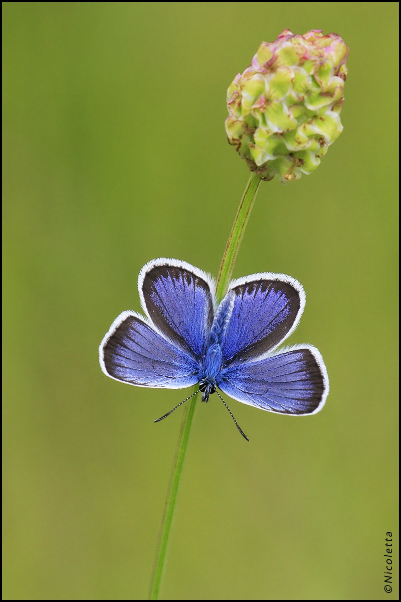 Plebejus Argus