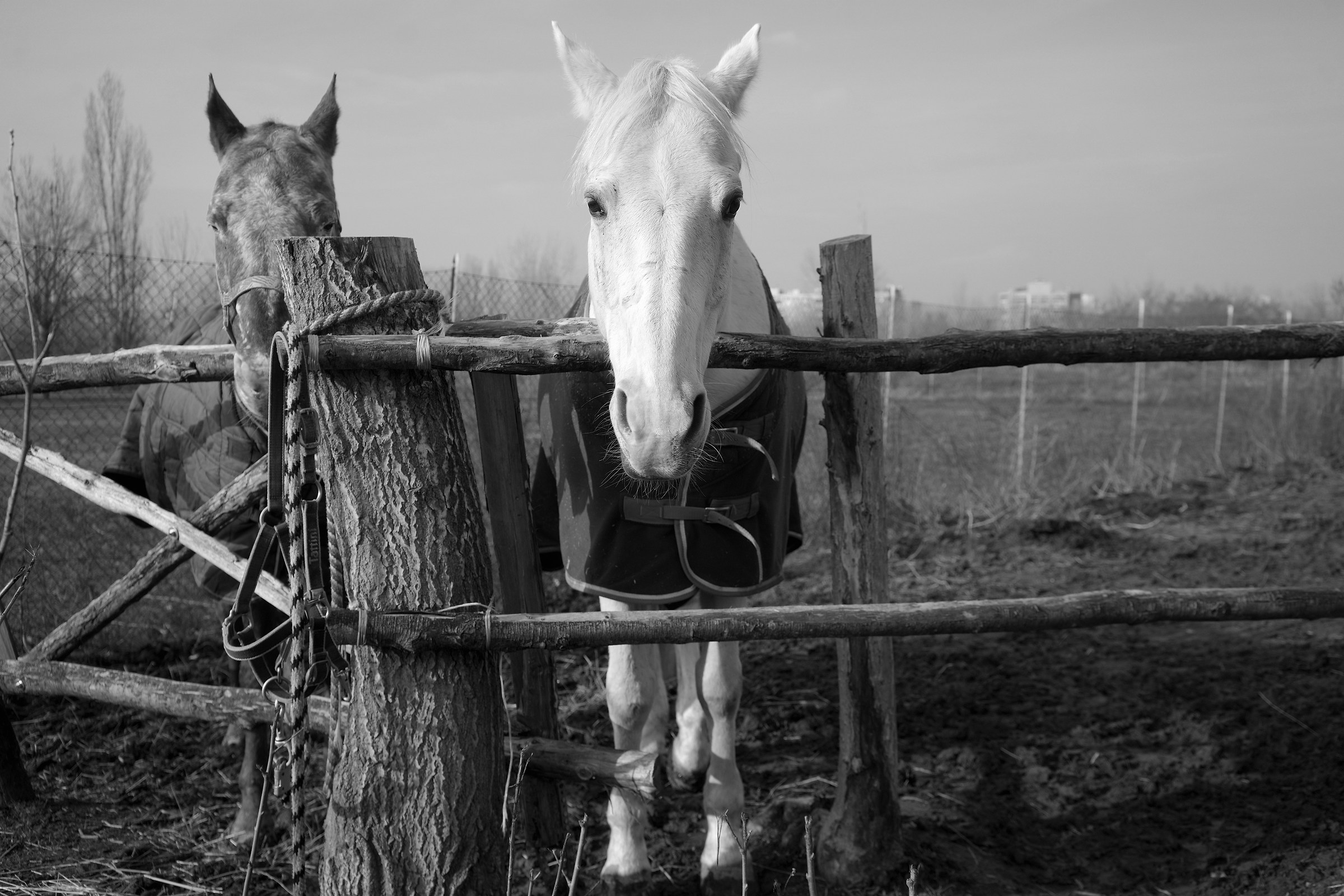 Cavallo bianco col mantello