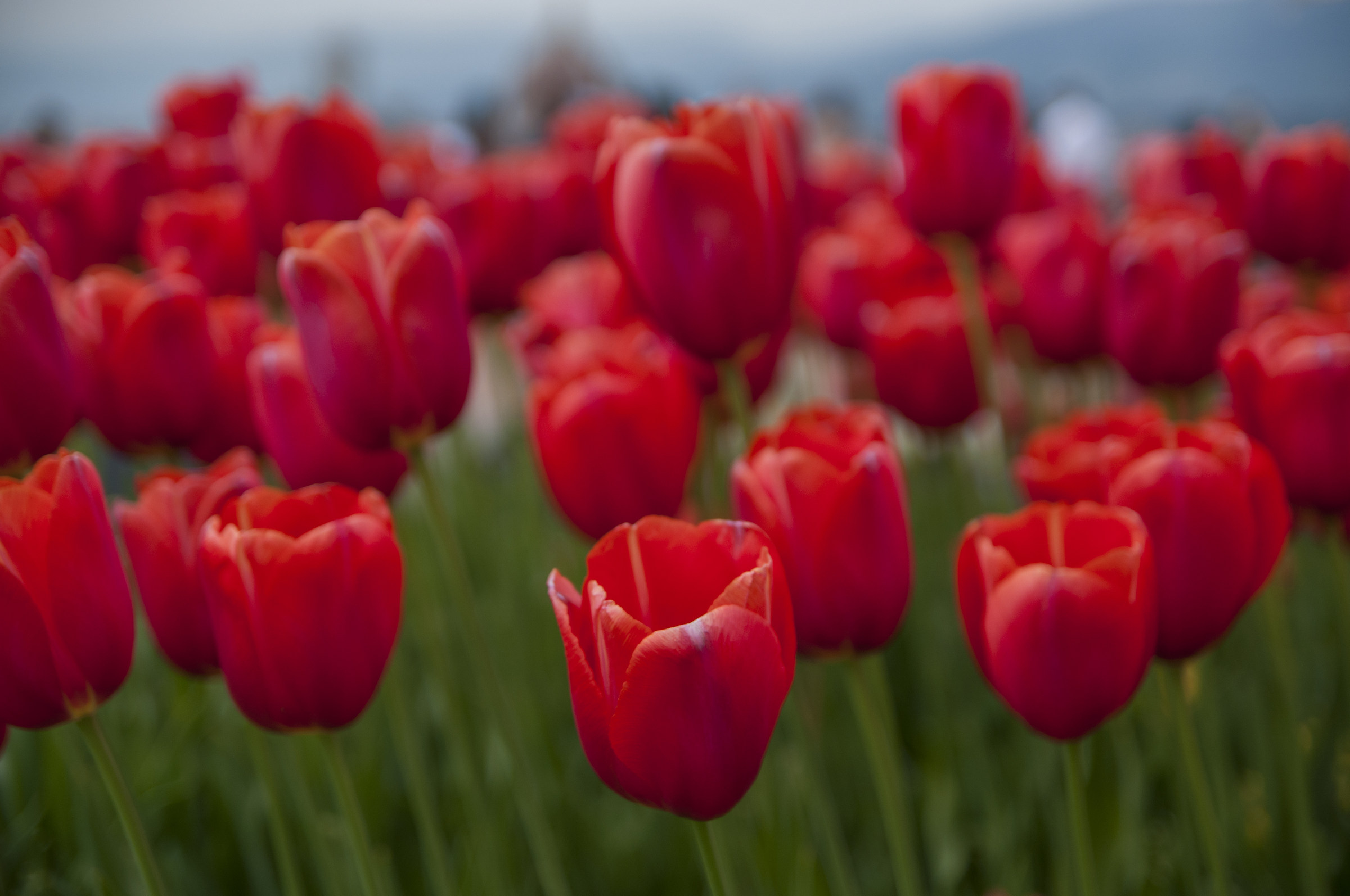 Tulipani a p.le Michelangelo - Firenze
