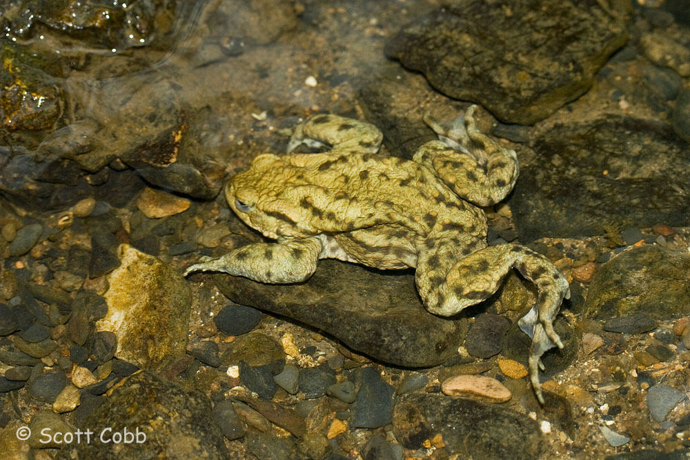 Swimming Toad