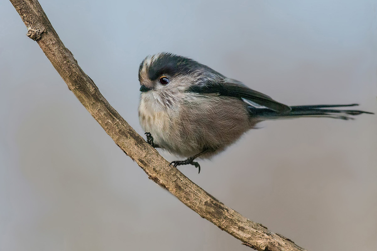 the arrival of the long-tailed tit