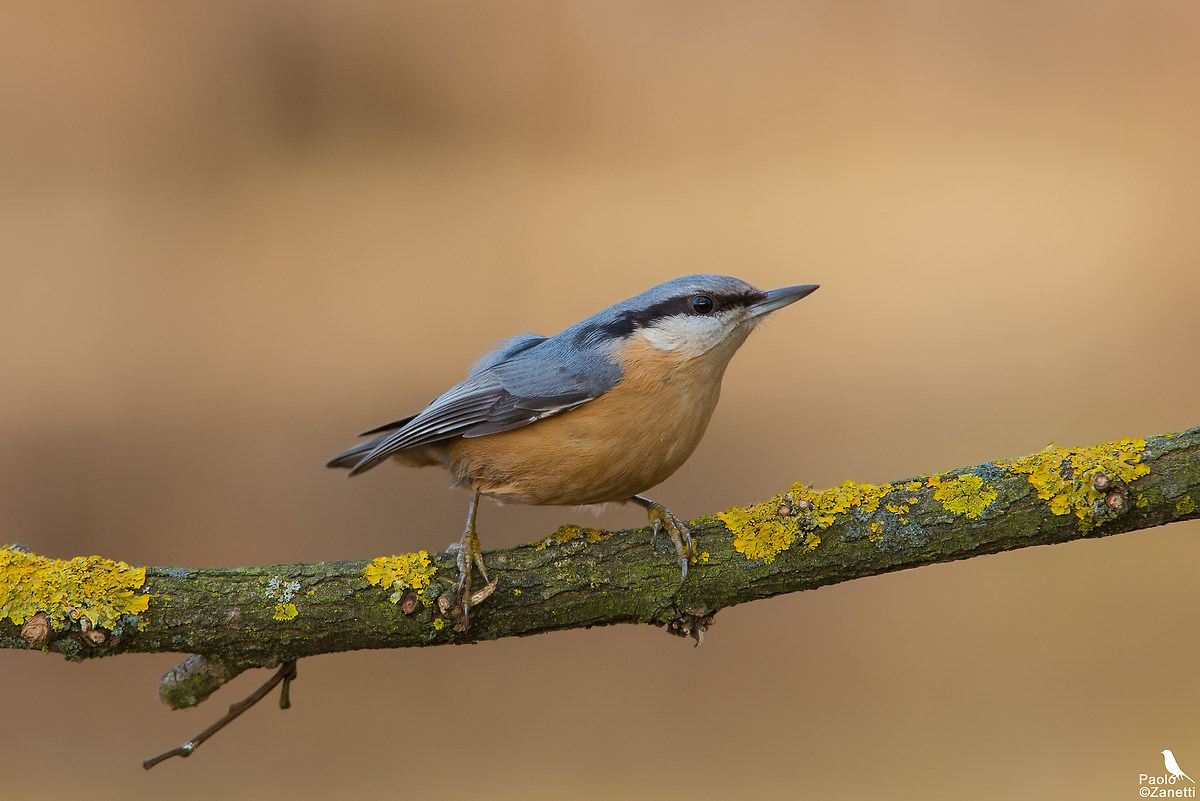 Nuthatch