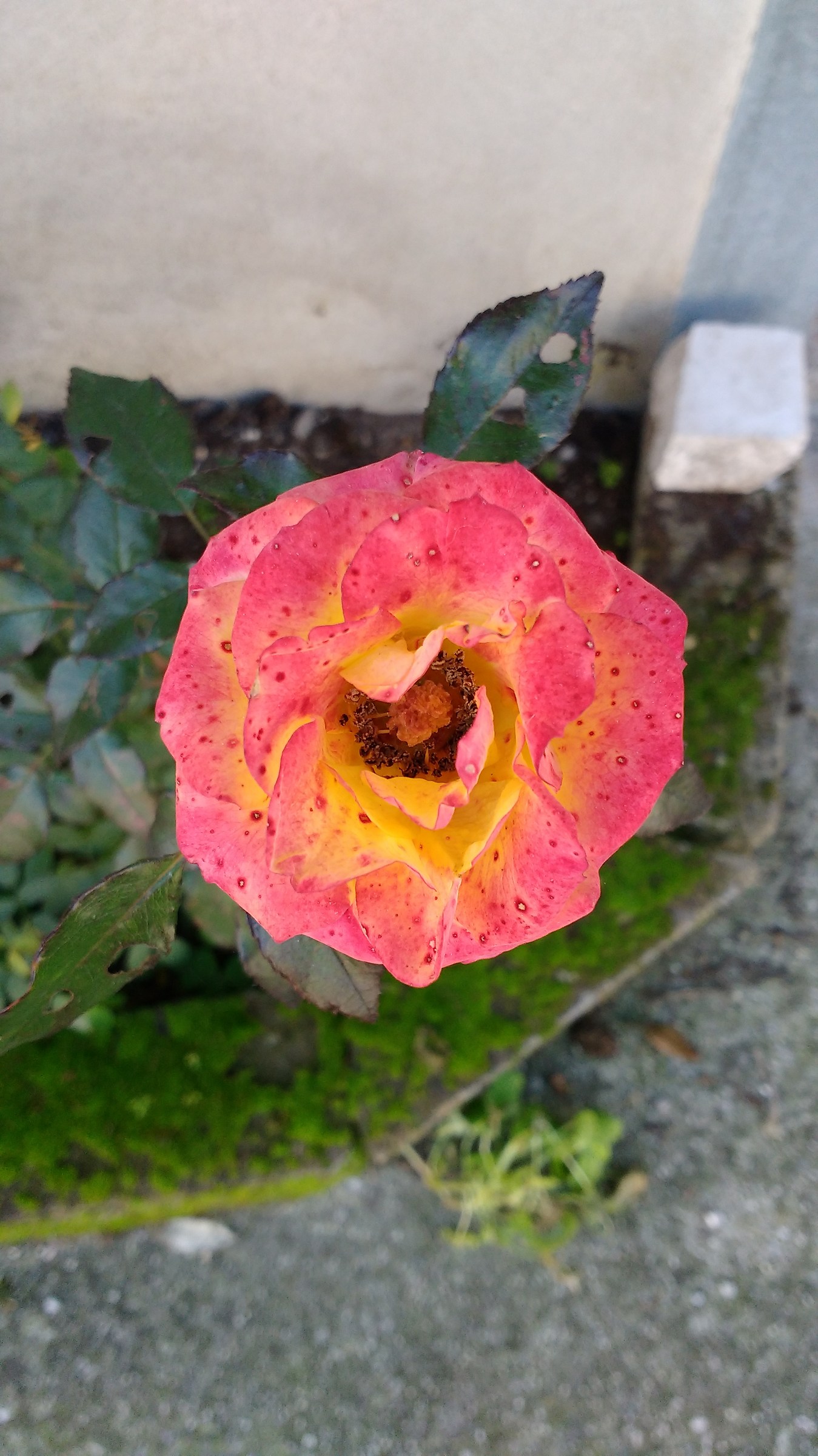 Aspettando primavera