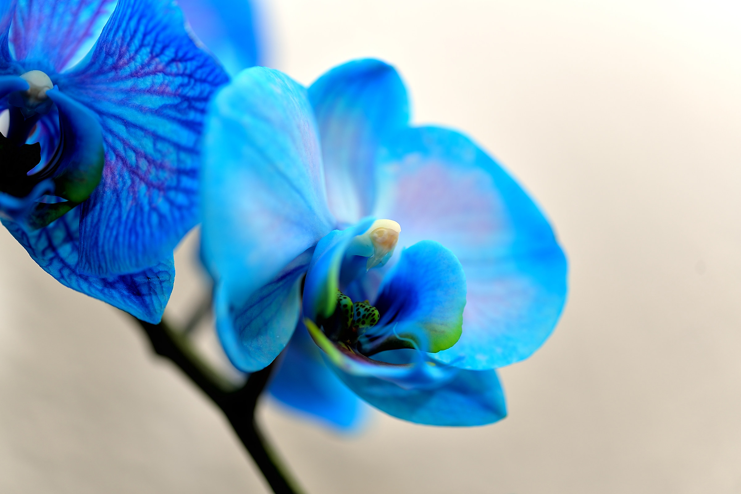 Orchidea blu
