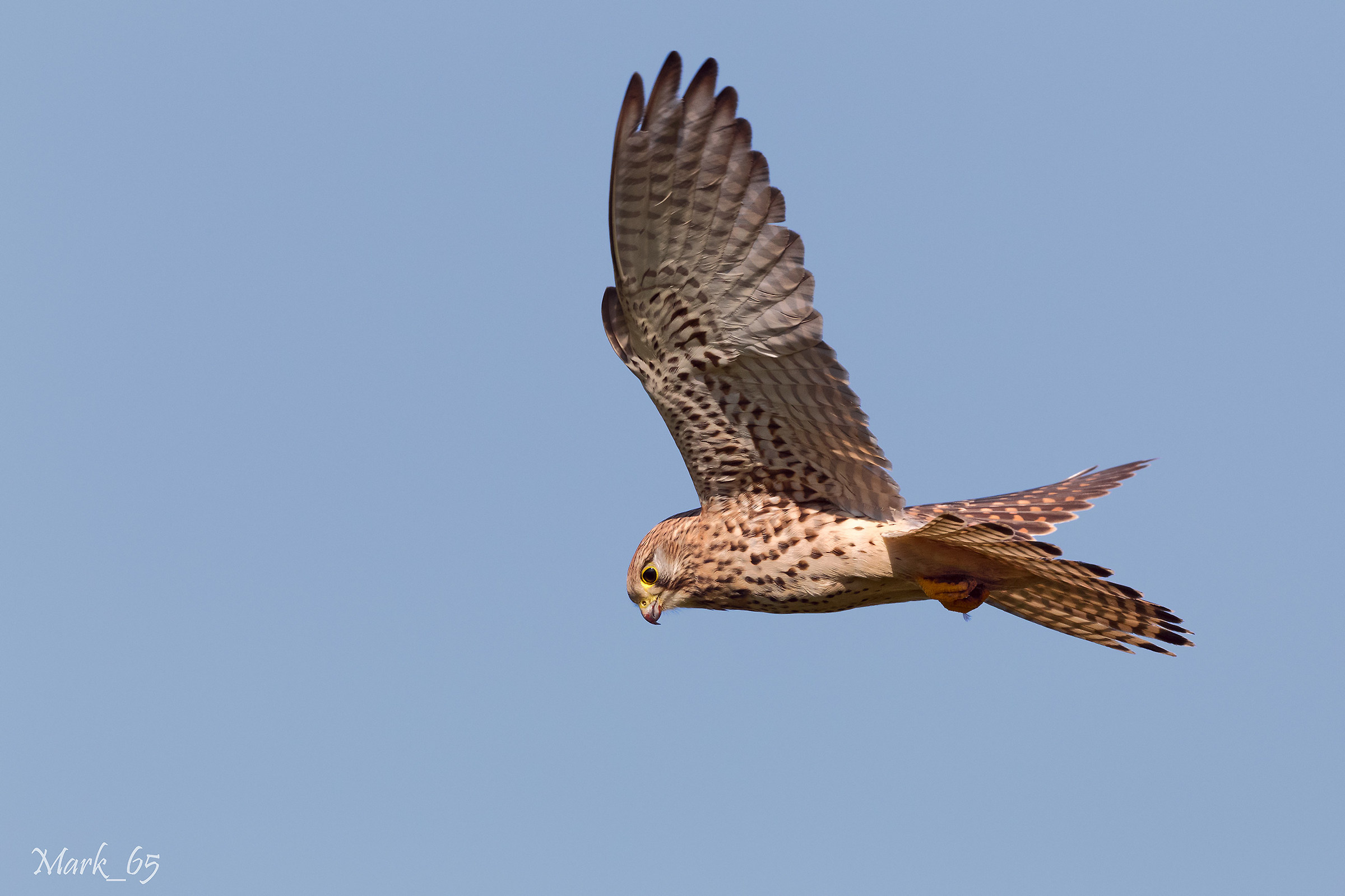Kestrel